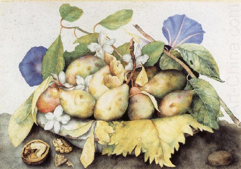 Plate of Plums with Jasmine and Nuts, Giovanna Garzoni